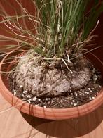 Calibanus hookeri XL, houseplant, caudex plant, mexico, Huis en Inrichting, Kamerplanten, Verzenden, Overige soorten, In pot, Minder dan 100 cm