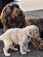 Labradoodle Pups medium/groot pup, Dieren en Toebehoren, België, Particulier, Rabiës (hondsdolheid), 8 tot 15 weken