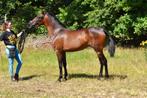 Andalusier grote maat merrie., Merrie, Dressuurpaard, 3 tot 6 jaar, Gechipt