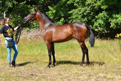 Andalusier grote maat merrie., Dieren en Toebehoren, Paarden, Merrie, Onbeleerd, 160 tot 165 cm, 3 tot 6 jaar, Dressuurpaard, Gechipt