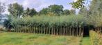 Knotwilgen, Tuin en Terras, Planten | Bomen, Ophalen, 250 tot 400 cm
