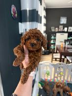Toy Poedel pups REU red Braun 🐩  8 weken oud ❣️, Poedel, Reu, CDV (hondenziekte), 8 tot 15 weken