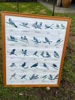 Poster prachtvinken, Ophalen, Rechthoekig Staand, Met lijst, Deurposter of groter