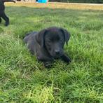 Boerboel x labrador pups te koop, Dieren en Toebehoren, Overige rassen, 8 tot 15 weken, Meerdere, Meerdere dieren