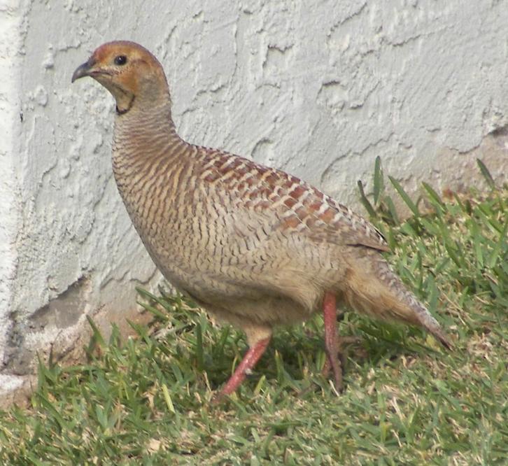 2-2  Ceylon Frankolijnen, Dieren en Toebehoren, Pluimvee, Overige soorten, Meerdere dieren
