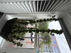Grote Cactus, Ophalen, 100 tot 150 cm, Cactus, Volle zon