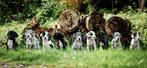 Duitse dog pups met stamboom pups beschikbaar!, Meerdere, 8 tot 15 weken, Meerdere dieren, CDV (hondenziekte)