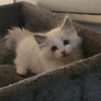 Ragdoll kittens (geteste ouders), Dieren en Toebehoren, Meerdere dieren