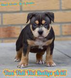 💎💎Pocket American bully pups tricolor 💎💎, 8 tot 15 weken, Bulldog, Meerdere, Meerdere dieren