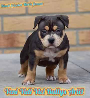 💎💎Pocket American bully pups tricolor 💎💎 beschikbaar voor biedingen
