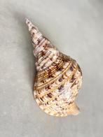 Triton schelp, Verzamelen, Ophalen of Verzenden, Schelp(en)