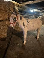 Mooi lief bont ezel hengstje, Dieren en Toebehoren, Overige Dieren, Mei, Mannelijk