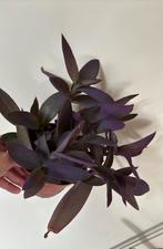 Tradescantia pallida, Ophalen, Overige soorten, Minder dan 100 cm