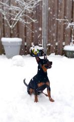 Black and tan Jack russel ter dekking aangeboden, Parvo, Reu, 1 tot 2 jaar, Eén hond