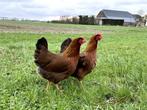 Jonge tamme Welsumer kippen gesekst en ingeënt, Dieren en Toebehoren, Pluimvee, Vrouwelijk, Kip