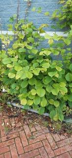 Hazelaar struik, Tuin en Terras, Planten | Struiken en Hagen, Ophalen, Overige soorten, Struik, Minder dan 100 cm