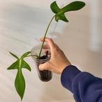 Philodendron quercifolium, Huis en Inrichting, Ophalen of Verzenden, Halfschaduw, Minder dan 100 cm