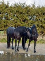 Ervaren verzorgster gezocht, Dieren en Toebehoren, Ophalen of Verzenden