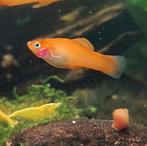 Mooie Kweekgroep Zwaarddragers, Dieren en Toebehoren, Vis, Zoetwatervis