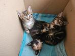 Kittens te koop! Nog 1 kater beschikbaar, Dieren en Toebehoren