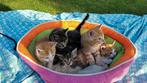 Kittens, Meerdere dieren