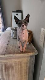 sphynxen, Dieren en Toebehoren, Katten en Kittens | Raskatten | Korthaar, Kater, Gechipt, 6 jaar of ouder