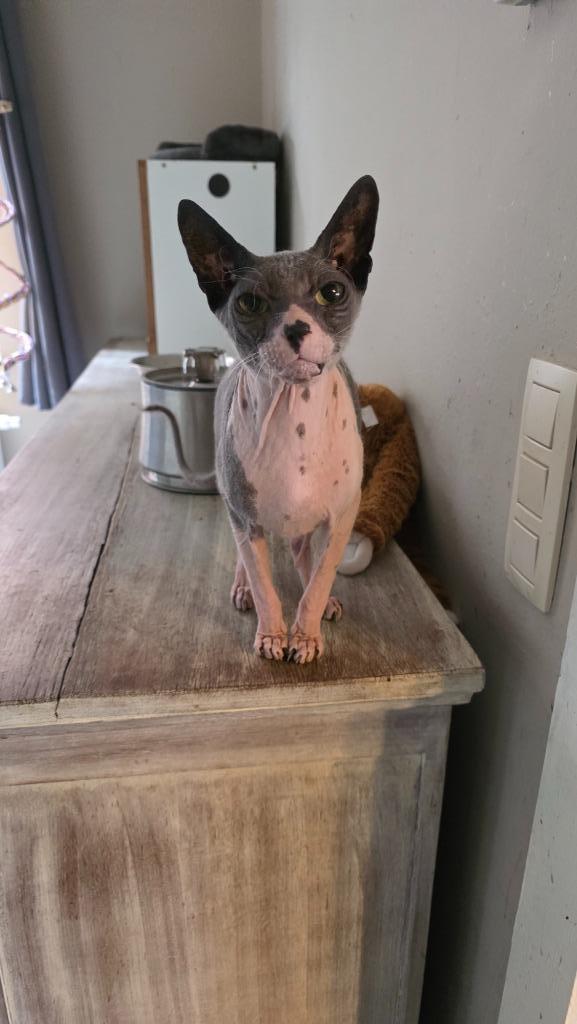 sphynxen, Dieren en Toebehoren, Katten en Kittens | Raskatten | Korthaar, Kater, 6 jaar of ouder, Gechipt, Ontwormd