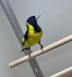 Zwartborstsijsen, Vrouwelijk, Tropenvogel