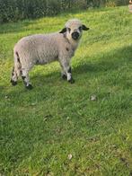 Kruising ram – Walliser Schwarznase x Hampshire Down, Dieren en Toebehoren, Schapen, Geiten en Varkens, Mannelijk, Schaap, 0 tot 2 jaar