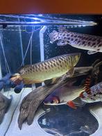 Gouden crossback arowana, Dieren en Toebehoren, Vissen | Aquariumvissen, Vis