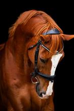 Grote vos ruin zoekt 5 sterren plekje, Dieren en Toebehoren, Paarden, Gechipt, 175 cm of meer, B, Ruin