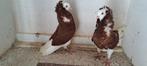 Te koop sierduiven Oudhollands kapucijnen duiven, Dieren en Toebehoren, Vogels | Overige Vogels, Meerdere dieren