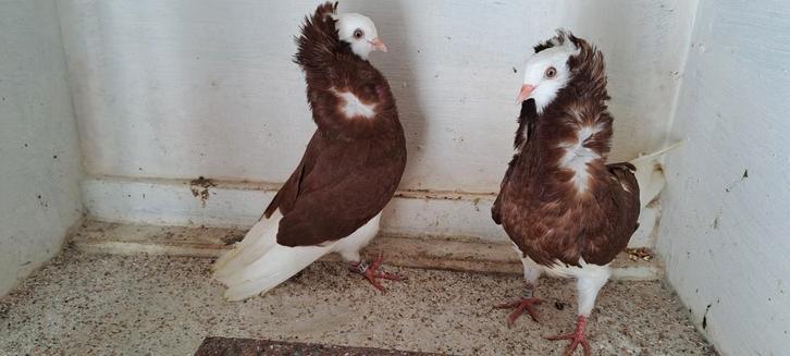 Te koop sierduiven Oudhollands kapucijnen duiven, Dieren en Toebehoren, Vogels | Overige Vogels, Meerdere dieren