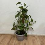 Monstera plant, Ophalen of Verzenden, Overige soorten, Minder dan 100 cm