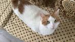Poes gratis ophalen rood en wit 2 jaar oud, Dieren en Toebehoren, Poes, Kortharig, 0 tot 2 jaar