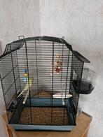 Grasparkiet incl kooi garantie en voer., Dieren en Toebehoren, Vogels | Kanaries, Mannelijk, Zangkanarie