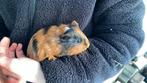 Mooie jonge cavia beertjes, Dieren en Toebehoren, Knaagdieren, Cavia, Mannelijk, December, Tam