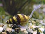 Slak etende slakken, Dieren en Toebehoren, Vissen | Aquariumvissen, Slak of Weekdier