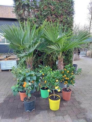 Verschillende Mediterrane tuinplanten - Palm/Olijf/Citrus beschikbaar voor biedingen