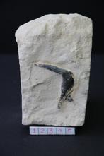 Enchodus (matrix), Verzamelen, Mineralen en Fossielen, Ophalen of Verzenden, Fossiel