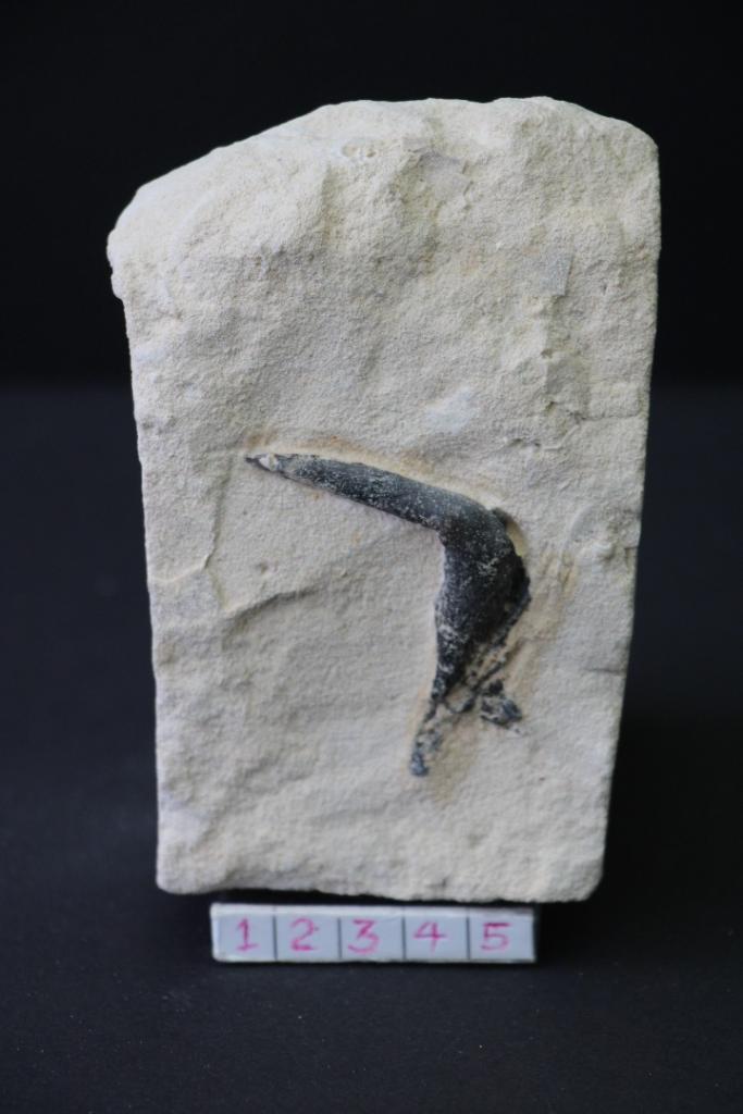 Enchodus (matrix), Verzamelen, Mineralen en Fossielen, Fossiel, Ophalen of Verzenden