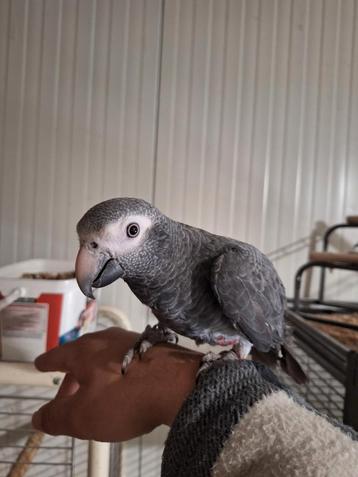 Tamme timney grijze roodstaart pop. beschikbaar voor biedingen