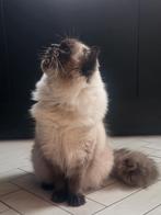 ✨️🥇✨Ervaren Ragdoll Seal Point dekkater met stamboom ✨️🥇✨️, Dieren en Toebehoren, Katten en Kittens | Dekkaters, 0 tot 2 jaar