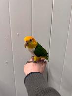 1-1 roestkop caique, Meerdere dieren, Papegaai, Tam