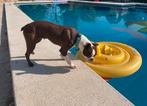 Boston Terrier teef, Dieren en Toebehoren, Honden | Chihuahua's en Gezelschapshonden, Particulier, Rabiës (hondsdolheid), Overige rassen