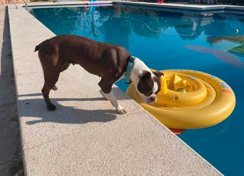 Boston Terrier teef, Dieren en Toebehoren, Honden | Chihuahua's en Gezelschapshonden, Teef, Overige rassen, Particulier, Eén hond