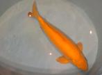 prachtige karashi zeer tam 68 cm met rode oogjes, Karper of Koi