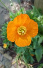 Schijnpapaver - 1+1 gratis, Ophalen of Verzenden, Voorjaar, Volle zon, Zaad