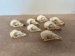Schedels kippen, Ophalen of Verzenden, Nieuw, Vogel, Schedel