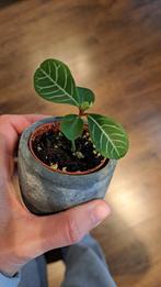 Madagascar Jewel, Huis en Inrichting, Kamerplanten, Ophalen, Overige soorten, Halfschaduw, Minder dan 100 cm